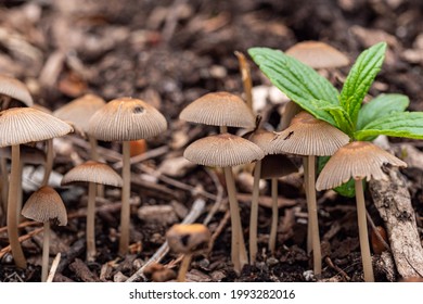 close up of a group of tiny brown mushrooms grew on the wood chips filled ground in the park