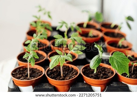Close up growing seedlings in small pots. Plants seedling in greenhouse, horticulture and cultivation of plants. Home Grown tomato and cucumber sprouts. Soft selective focus.