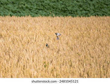 Close up of growing yellow wheat field agriculture ready to harvest with couple of sparrow bird feeding in a field. - Powered by Shutterstock