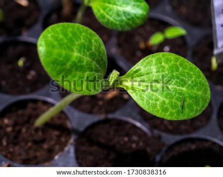 Image, Stock Photo Zucchini grows up Nature