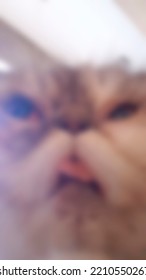 Close up grumpy grey cat, blurred background