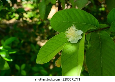 Close Up Of Guava Flower