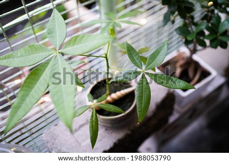 Similar – Image, Stock Photo Chestnut tree as bonsai