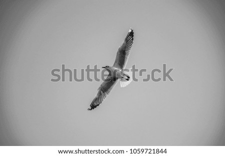 Similar – Image, Stock Photo Bye bye, summer Seagull