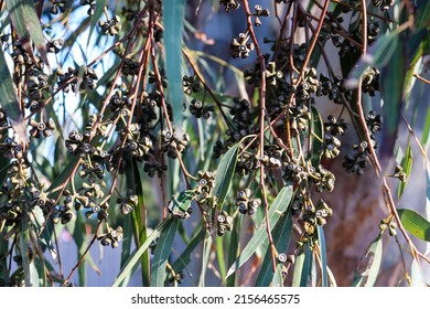 Close Up Of Gum Leaves And Gum Nuts