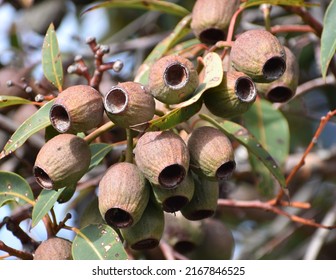 Close Up Of Gum Nuts On A Tree