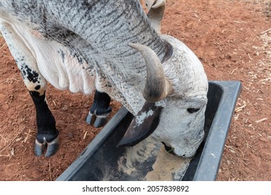 Close Up Of A Gyr Bull Eating In A Feeder Near A Barbed Wire Fence In A Farm In Brazil. Raising Beef Cattle Intensively. Easy To Handle Cattle And Ideal For The Tropical Climate. Meat Export And Trade