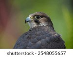 Close up of a  Gyrfalcon