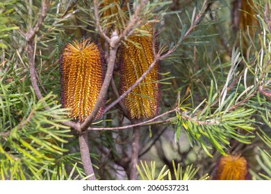 close up of a hairpin banksia blossom, a native australian wildflower, in the blue mountains of nsw