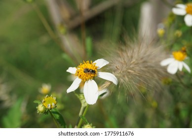 Close Up For Hairy Beggarticks Flower And Small Bee In The Garden