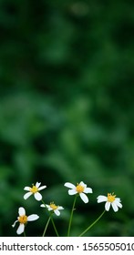 Close Up Hairy Beggarticks Flowers With Green Natural Background Concept