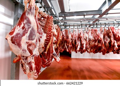 Close up of a half beef chunks fresh hung and arranged in a row in a large, lights fridge in the fridge meat industry. Horizontal view. 