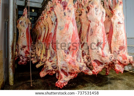 Close up of a half beef chunks fresh hung and arranged in a row in a large, lights fridge in the fridge meat industry. Horizontal view.