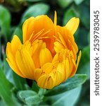 close up of a half opened voluminous yellow flower with a green bokeh background, romantic portrait