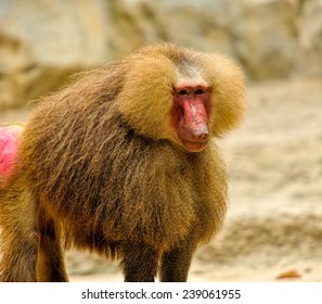 Close up of Hamadryas baboons, Selective focus.