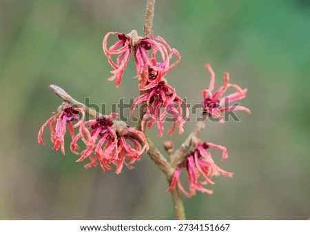 A close up of Hamamelis Intermedia Ruby Glow, Witch Hazel, flowering in January.