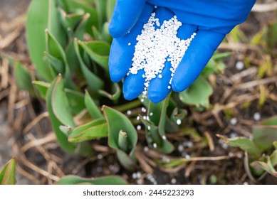 Close up of hand in blue medical glove fertilizing a young plant, sprinkling fertilizer it on young green sprouts. Gardening in spring, fertilizing the soil, growing the flowers concepts