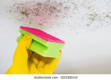 Close Up Of Hand Cleaning Mould From Ceiling