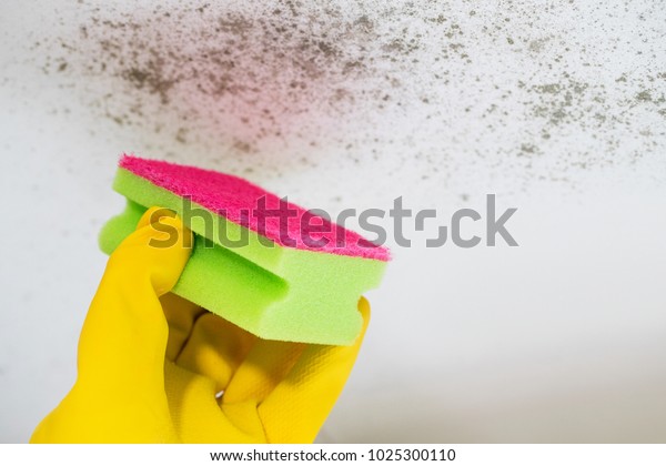 Close Hand Cleaning Mould Ceiling Stock Photo Edit Now