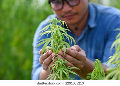 Close Up With Hand Of Farmer Examine Cannabis Leave.