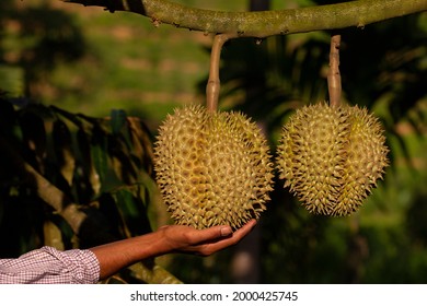 Close Up Hand Farmer Harvest Holding Durian In Durians Orchard In Thailand. Durians Are The King Of Fruits And Can Be Grown In The Right Tropical Of South East Asian Fruit, King Of Fruits