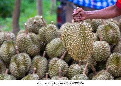 Close Up Hand Farmer Harvest Holding Durian In Durians Orchard In Thailand. Durians Are The King Of Fruits And Can Be Grown In The Right Tropical Of South East Asian Fruit, King Of Fruits