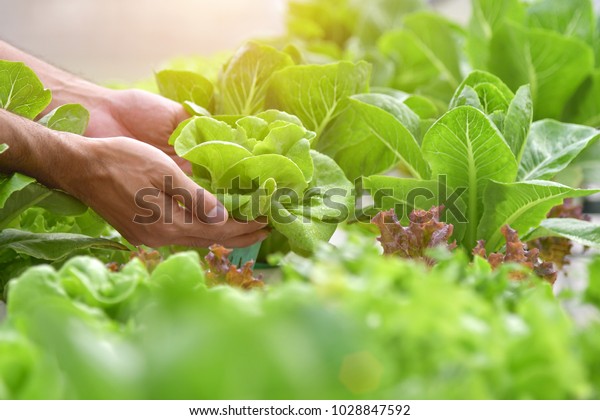 Close up hand farmer
in hydroponic garden during morning time food background concept
with copy space