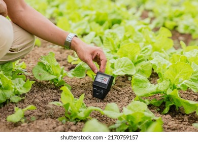 Close Up Of Hand Farmer Use Soil PH Meter For Check The PH Value Of Organic Plant Nursery Farm. Agriculture Technology Concept. 