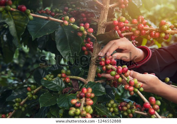 Close Up hand of farmers picking\
branch of arabicas Coffee Tree on Coffee tree at Nan Province\
Northern Thailand,Coffee bean Single origin words class\
specialty.