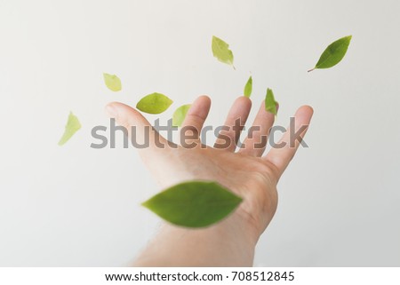 Similar – green senecio leaf in person’s hand macro closeup in nature