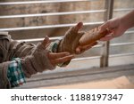 Close up hand forwarding bread to starving beggar. Close up hand sharing food for homeless. Close up dirty hands of poor people wearing knitting glove, receiving bun from kind people. Sharing concept.