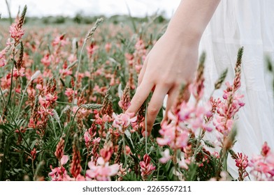 Close up hand gently touching blossoming pink flowers in a flower field
