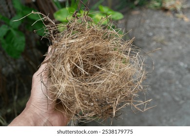 Close up hand holding a bird's nest made of straw, twigs, leaves, and dry bark - Powered by Shutterstock