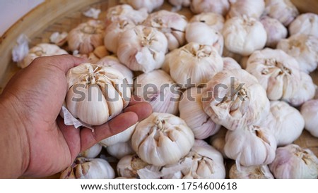 Close up of the hand holding the garlic