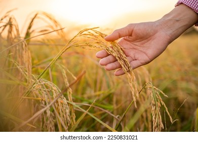 Close up hand holding of golden rice paddy in the rice field with beautiful sunrise. - Powered by Shutterstock