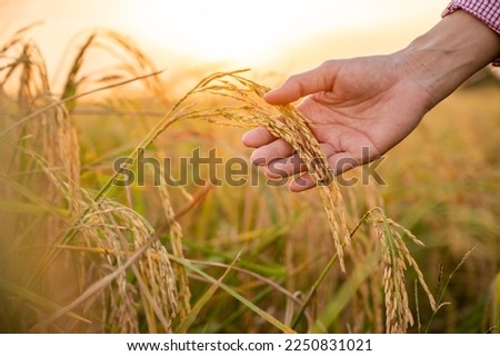 Close up hand holding of golden rice paddy in the rice field with beautiful sunrise.
