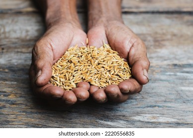 Close Up  Hand Holding On Seed ,Seeding,Seedling,Agriculture. Rice Seed.