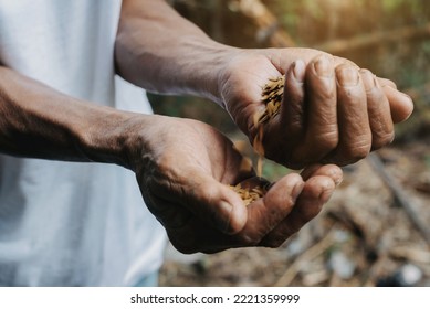 Close Up  Hand Holding On Seed ,Seeding,Seedling,Agriculture. Rice Seed.