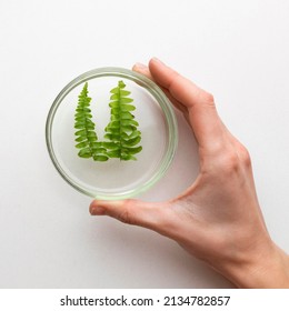 Close Up Hand Holding Petri Dish