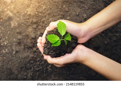 Close Up Hand Holding Small Tree For Planting. Concept Earth Day