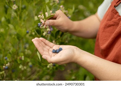 Close up of hand holding wild blueberries and blueberry bushes. Fresh, ripe, organic blueberries grow in a garden. Berries picking. Female hand gathering blueberries. Harvesting concept. - Powered by Shutterstock