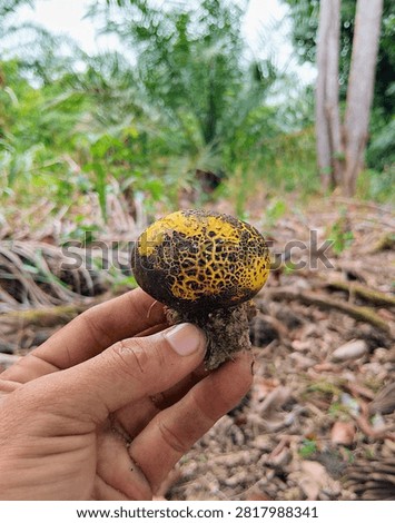 Close up of a hand holding a yellow scleroderma citrinum or pigskin poison puffball mushroom