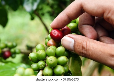 close up hand keep coffee beans for harvesting