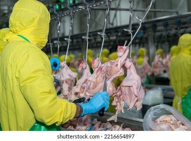 Close Up Hand Of Knife Cutting Raw Chicken Hang On Conveyor Chain In Modern Poultry Factory.