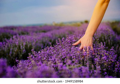 Close Up Woman’s Hand In The Lavender Flowers On A Lavender Field.