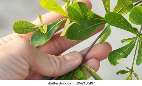 Close up hand and leaf of environment background.