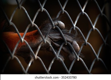 Close Up Hand Of Monkey In Cage. The Illegal Wildlife Trade Problem.