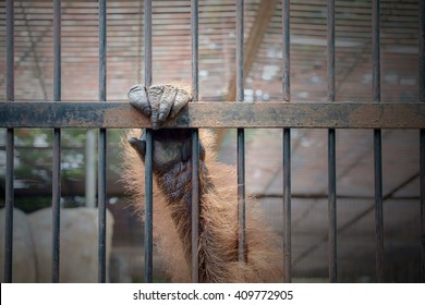 Close Up Hand Of Monkey In Cage. The Illegal Wildlife Trade Problem.