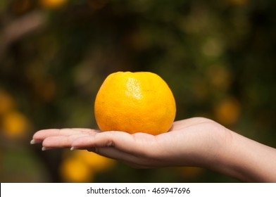 Download 930+ Background Information Of Orange Farm Paling Keren