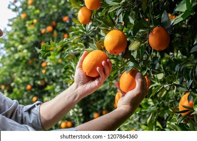 600,689 Orange farm Images, Stock Photos & Vectors | Shutterstock